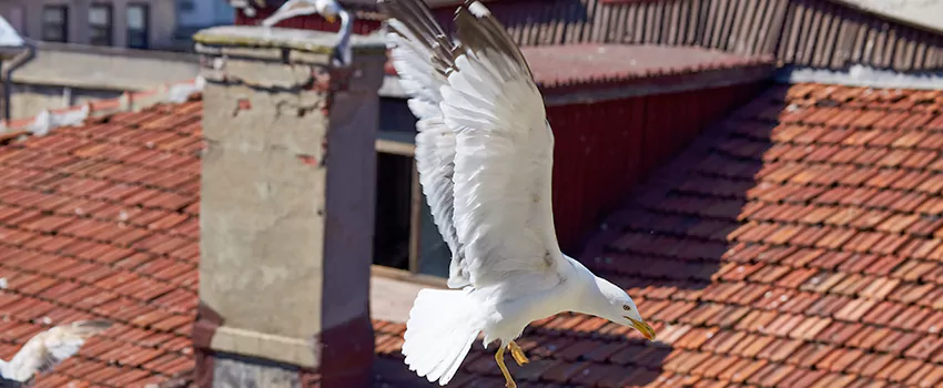 Residential Chimney Animal Removal Solution in Mason, OH